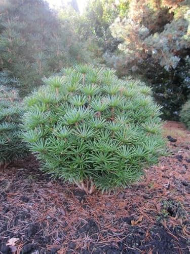 Sciadopitys verticillata Kugel - japanische Schirmtanne - 40-50