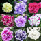 600 semillas de petunia colgantes perennes - serie de plantas raras - regalos mixtos jardín plantas en macetas extremadamente resistentes decoración de plantas plantas de jardín bonzai flores