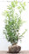 Prunus laurocerasus 'Caucasica' 175-200 cm - Kirschlorbeer, immergrün, ideal als Hecke, schnellwachsend, winterhart, pflegeleicht