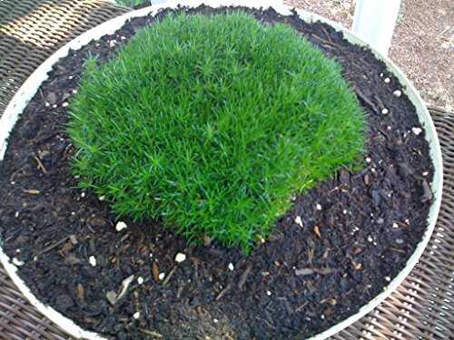 50 Halbirisches Moos Bodendecker Heide Perlkraut Sagina Sublata Bianco Fiore