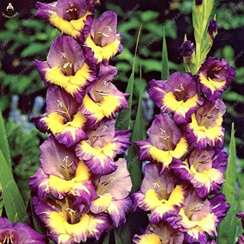 SVI Frische 50pcs Gladiolen Blumensamen zum Anpflanzen Gelbe lila
