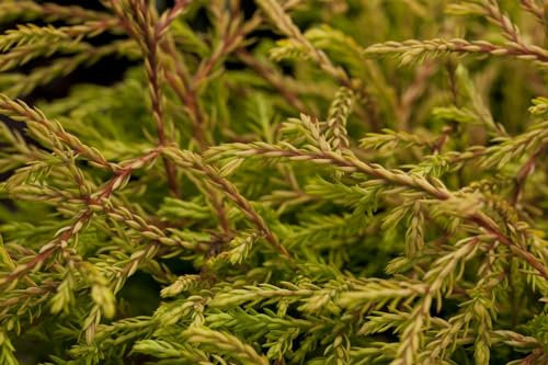 Thuja occidentalis 'Golden Tuffet' 15-20 cm - Lebensbaum, goldgelbes Laub, kompakter Wuchs, ideal für Kübel und Rabatten, pflegeleicht und winterhart