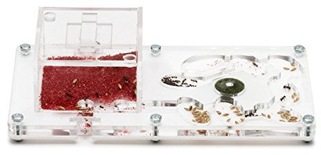 AntHouse Fourmiliere Ant Farm 20x10x1 (Fourmis et Reine gratuites)