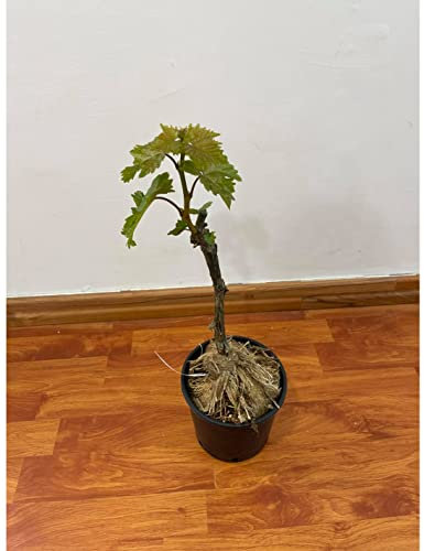 Pianta di Uva Pizzutella (BIANCA O NERA)