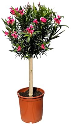 Sunny Tree - Plant - Oleander on Trunk - Nerium Oleander - Height 90-100 cm - Colour Red - Plant for Outdoor Use - Evergreen in Winter - Mediterranean Plant