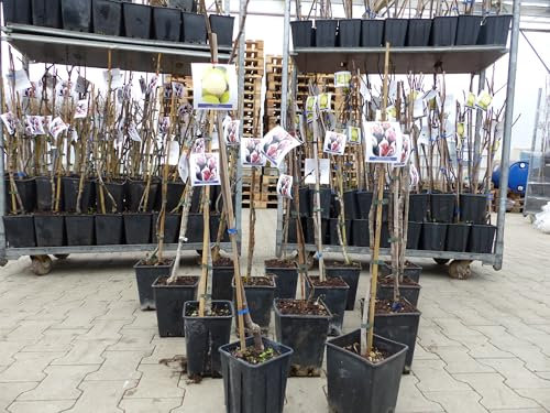 gruenwaren jakubik Feigenbaum 100-120 cm Obstbaum winterhart kräftiger Stamm, Ficus Carica, Feige, Obst