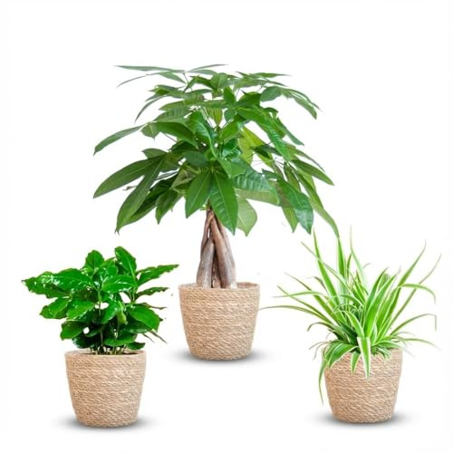 Green boutiQ - Lot de 3 Plantes Faciles - Pachira Aquatica, Coffea Arabica, Chlorophytum - Vert - Peu d'entretien - 3 Plantes - avec Pannier - Pot 12-14cm - Hauteur 25-45cm