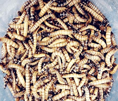 Zophobas XXL Mehlwürmer Wurm 500g lebend