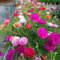 500 Unids/bolsa Semillas de Portulaca Grandiflora Plantas florecientes perennes sin OGM flores alta germinación colores mezclados para jardinería doméstica plantar Semillas