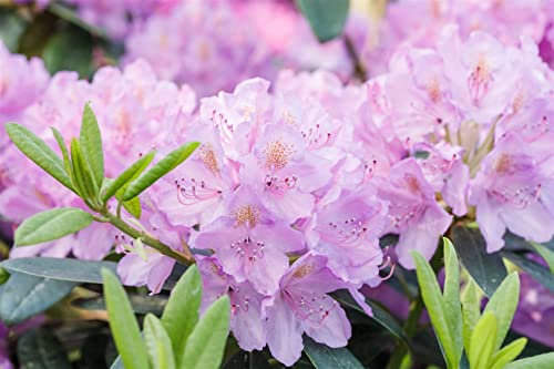Rhododendron Hybr. 'INKARHO-Dufthecke' 40-50 cm - lila Blüten, duftend, ideal für Hecken, pflegeleicht, winterhart