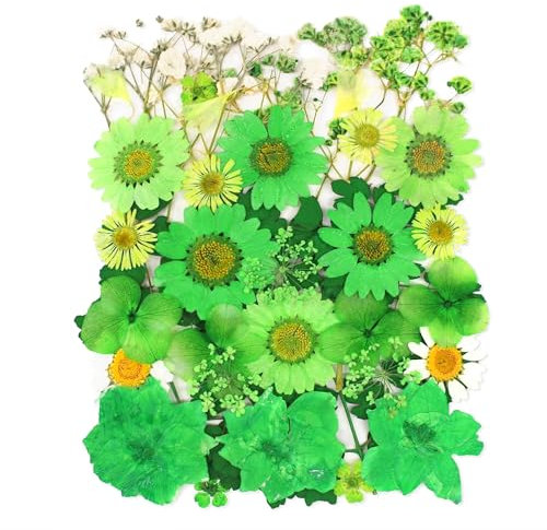 YoothBro 13 Sorten 37 Stück Grüne Getrocknete Gepresste Blumen für Harzformen, Echte Natürliche Gepresste Blumen für DIY Kunsthandwerk, Kerzenherstellung, Nageldekoration