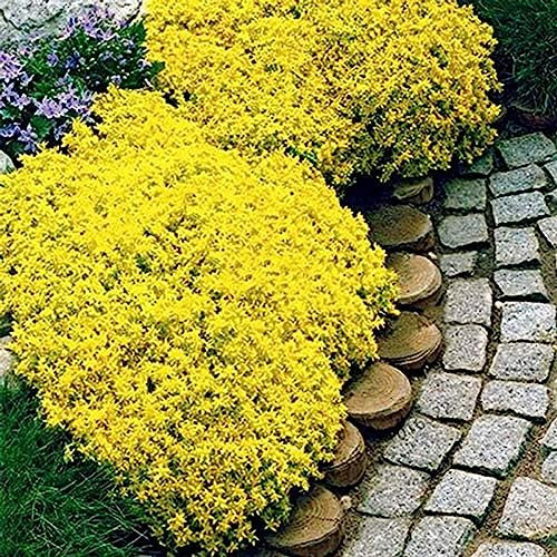 Luojuny Thymian-Samen, 400 Stück/Beutel Kriechende Thymian-Samen, ertragreich, einfach zu züchten, mehrjährige Bonsai-Samen für Rasen Gelb