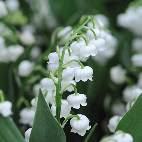Thompson & Morgan Perennial Plant Outdoor Flower Lily of The Valley Pink & White Ideal for Ground Cover, Scented Gardens, Woodland Garden (Lily of The Valley White 12 Pips)