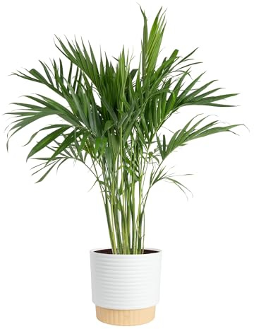 Costa Farms Cat Palm Live Plant in Decorative Pot, Large Indoor Houseplant, Perfect for Home, Room, or Office Decor, Great House Warming or Birthday Gift, 3-4 Feet Tall