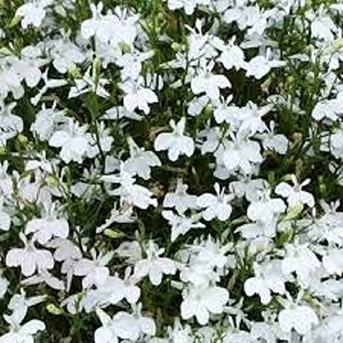Lobelia Plants, Trailing Lobelia 'White', 20 x Full Plant Pack, Bedding Plants, Lobelias, Ideal for Hanging Baskets and Containers, Garden Flowers, Garden Ready and Ready to Plant, Quality Flowers