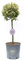 Vannucci Piante - Ligustrum ovalifolium Aureum, Ligustro Aureum, Pianta vera in vaso, Mini alberetto, Pianta formata, Pianta da terrazzo