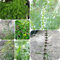 400 pcs Herzgespann Pflanze Samen - topfpflanzen draußen winterhart Leonurus japonicus garten blumen winterhart kräuter-hochbeet kräuterbeet indoor garten bio kräutersamen stauden