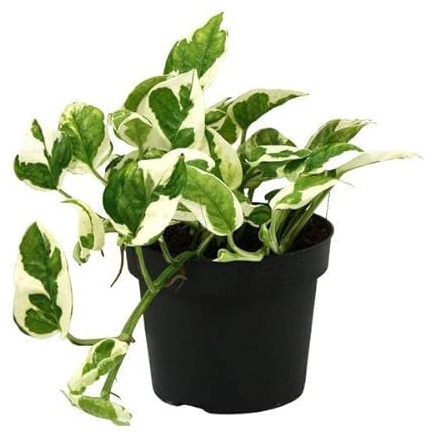 Gefleckte Efeutute – Scindapsus Epipremnum N’joy – Zimmerpflanze Ø12cm 15cm – pflegeleichte luftreinigende Kletterpflanze mit herzförmigen Blättern