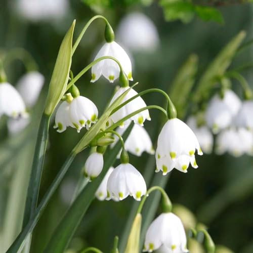 15 pcs märzenbecher zwiebeln kaufen blumenzwiebel balkon pflanze pflanzenkübel Leucojum aestivum,Seltene Pflanzen serie extrem winterharte kübelpflanzen hydrokultur pflanzen bienen