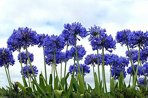 Farmerly El lirio del Nilo, de 20 Semillas Flores, Lirio africano azul Agapanthus Africanus