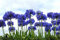 Farmerly Lily of the Nile, 20+ Samen Blumen, Blau afrikanische Lilie Agapanthus africanus