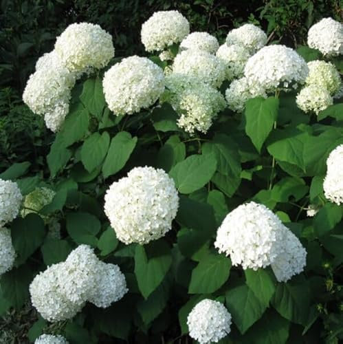 L’Hydrangea arborescens ‘Annabelle’ (Ortensia ‘Annabelle’), fiore bianco gigante, fioritura estate-autunno Pianta in vaso16cm
