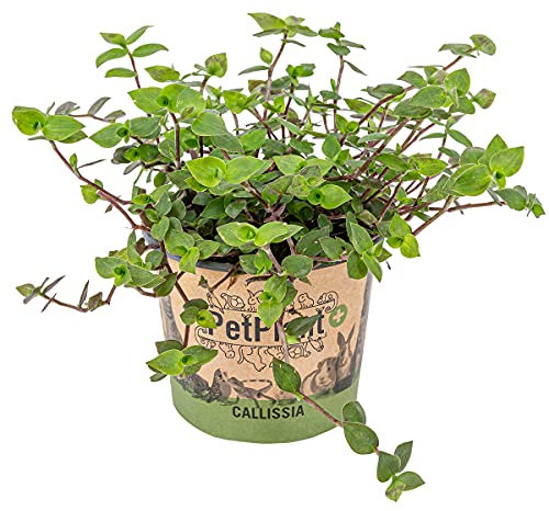 Bloomique - Callisia Repens - Schildkrötenpflanze - Geeignet als Tierfutter - Zimmerpflanzen - Tierfreundlich - 40-50 cm Hoch - Topf 15 cm