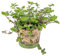 Bloomique - Callisia repens - Plante tortue - Comestible pour animaux - Plante d’intérieur - Sans danger - 40-50 cm de Haut - Pot 15 cm