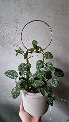 LEAFLO Make a Circle Rankhilfe Golden 40 cm aus Metall | Runde Pflanzenstütze - Rankgitter - Blumengitter | Innenraum Dekoration | Für Pflanzenliebhaber | Kreisförmig