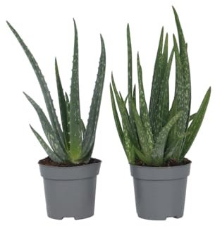 Plant in a Box - Aloe barbadensis - Aloe Vera - 2er Set - Zimmerpflanze - Sukkulente - Topf 10cm - Höhe 25-40cm