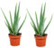 Plant in a Box - Aloe Vera - Set di 2 - Pianta d'appartamento - Succulenta - Vaso 10cm - Altezza 25-40cm