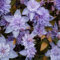 YGHESFDE Clematis winterhart mehrjährig,clematis pflanze winterhart mehrjährig,clematis zwiebeln-8zwiebeln-A