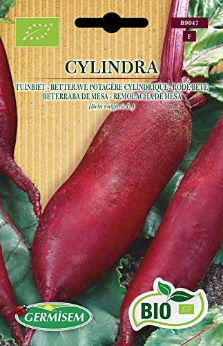 Germisem Rode Bete CYLINDRA