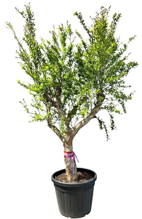 Sunny Tree - Granatapfelbaum XXL - Winterhart - 240 Zentimeter - 30 Jahre Alt - Punica Granatum - Obstbaum