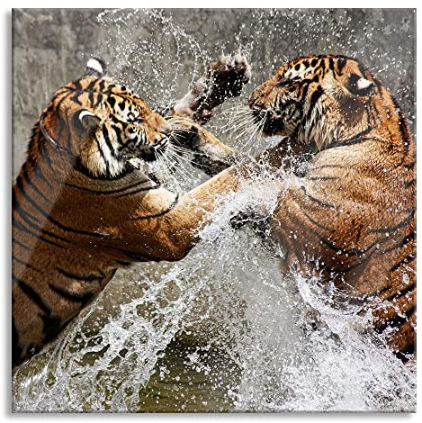 Pixxprint Glasbild, Wandbild auf Echtglas, Kämpfende Tiger im Wasser, 40x40 cm, inkl. Aufhängung und Abstandshalter