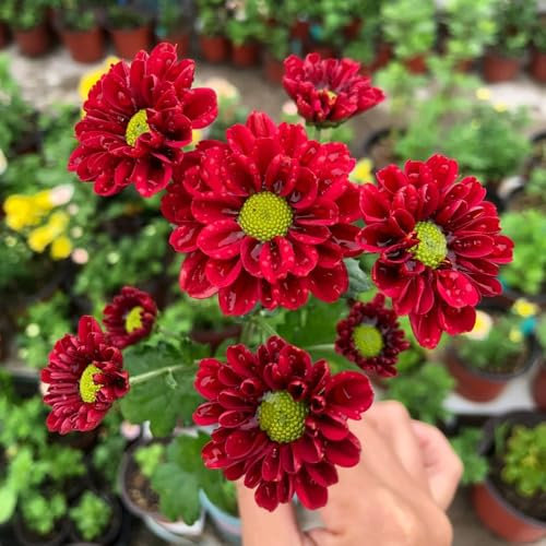 350 pcs Gänseblümchen Samen Bio, pflanzenkübel balkongarten Bellis Perennis, blumenwiese samen mehrjährig winterhart wiesensaatgut, zimmerpflanzen bonsai topf geschenke wiesenblumen