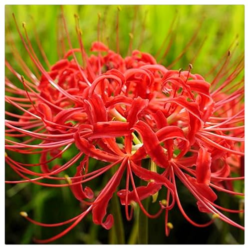 Ideal para Naturalizar bajo Árboles-Pétalos Ondulados y Gráciles -Bulbos de Lycoris -lycoris radiata bulbos-2 Bulbos