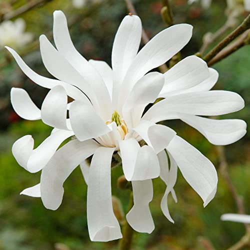 Magnolia Royal Star | Hardy Deciduous Perennial Outdoor Plant in 9cm Pot | Garden Shrub with White Flowers | Garden Ready Plants