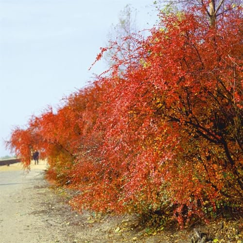 Cotoneaster acutifolius 125–150 cm – Winterhart, Mehrjährig, Pflegeleicht – Schmalblättrige Zwergmispel – Heckenpflanze für Garten & Sichtschutz