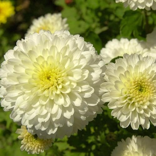 Winteraster Weiße Nebelrose - Chrysanthemum hortorum - lebende Gartenpflanze aus den Baumschulen
