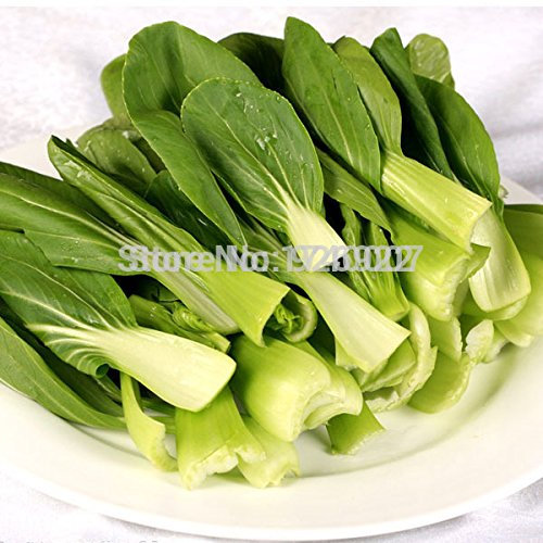 graines de légumes Brassica chinensis graines de pakchoi plats de printemps Paquet de 100 graines