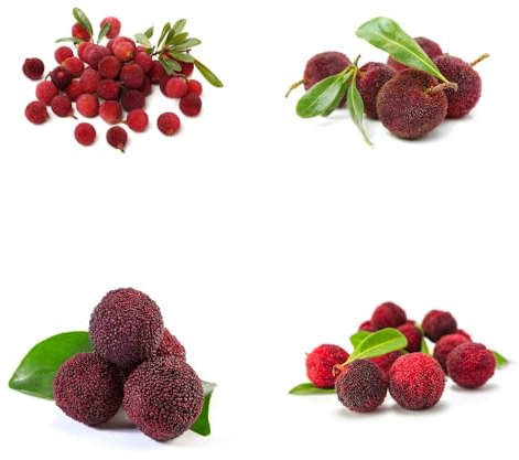 Myrica Morella Rubra Samen, obstsamen & -pflanzen Bayberry Baum, Myrica Rubra Pflanze, seltene samen frisches obst exotische pflanzen obstbäume kaufen winterharte pflanzen für garten 35pcs