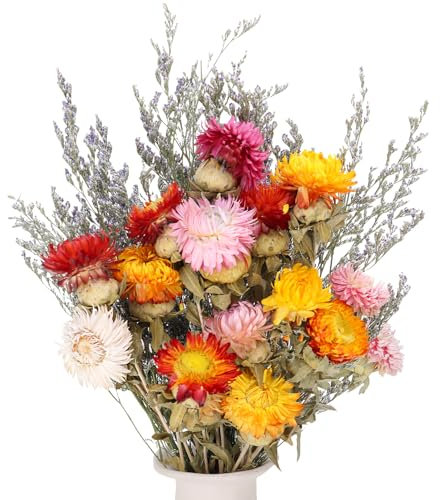 Xialvyu Trockenblumenstrauß Kamillen Strohblumen Getrocknete Blumen Deko für Hochzeit, Vasen, Wohnzimmer und Tischdeko