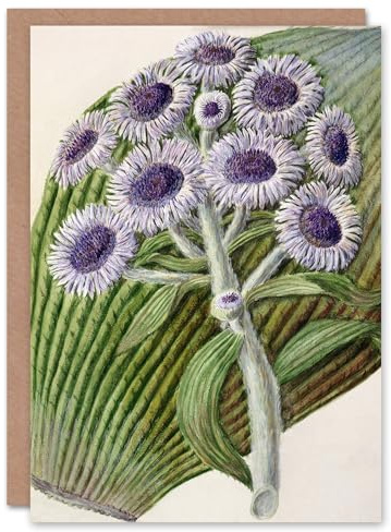 Artery8 Sarah Featon Art Card New Zealand Antarctic Daisy Flowers