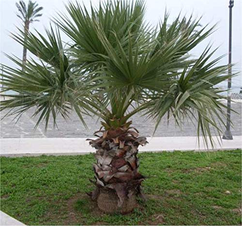 Pianta Washingtonia Filifera