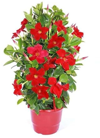 Dipladenia Roja o Mandevilla Natural Planta Trepadora de Exterior