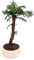 Zimmerpflanze Araucaria Cunninghsmii P19 Bonsai Tolles Geschenk (Weiss)