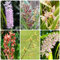 100 pcs orchideen pflanze samen balkonblumen balkonpflanzen winterhart orchidee wildblumenwiese saatgut mehrjährig sommerblumen samen blumensamen geschenk garten geschenke für männer