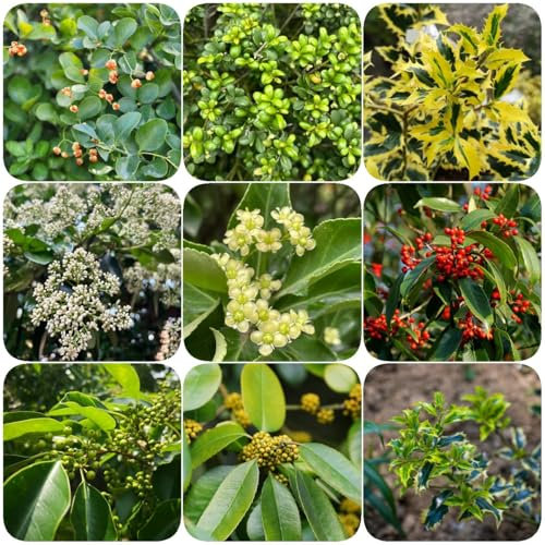 200 Pcs Stechpalme Winterhart Samen - Bonsai Tree Bäume Pflanzen, Pflanzen Anzucht Stechpalme Samen, Kräuterbeet Balkon, Bonsai Baum Echt Exotische Pflanzen Winterhart, Herbst Dekoration