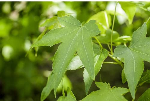 Säulen Amberbaum Slender Silhouette 80-100cm - Liquidambar styraciflua | Schmale Säulenform, prachtvolle Herbstfärbung, winterhart, sonnig bis halbschattig, pflegeleicht, ideal für kleine Gärten